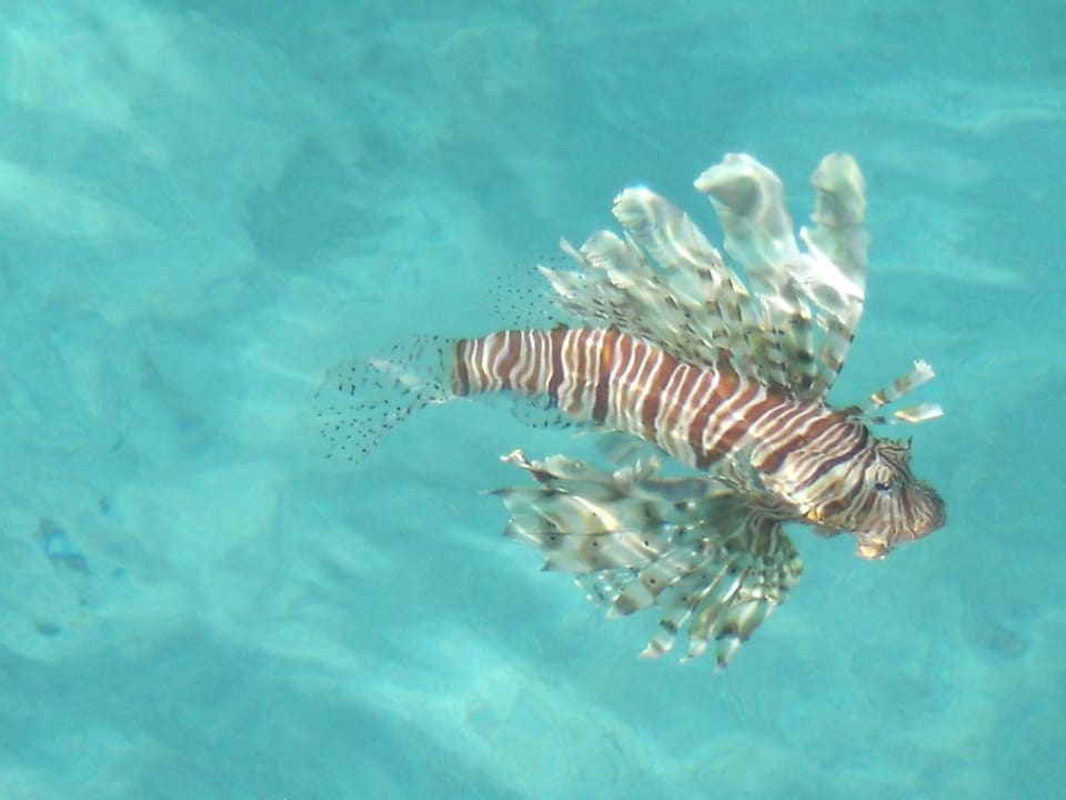 Rotfeuerfisch Cleopatra Luxury Resort Makadi Bay