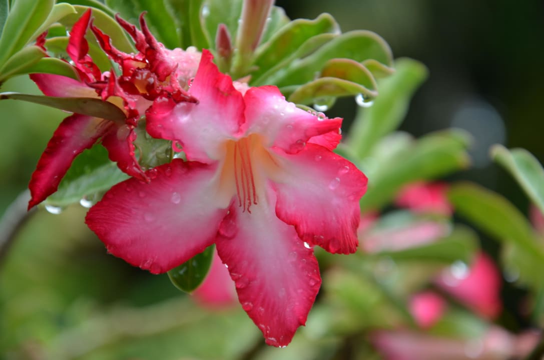 Sehr viele schöne Pflanzen auf der Anlage Hotel Heron House Court