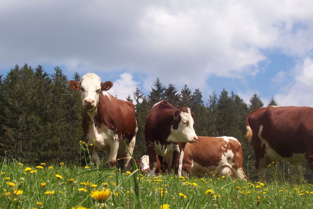 Sonstiges Hinterer Hirzbauernhof