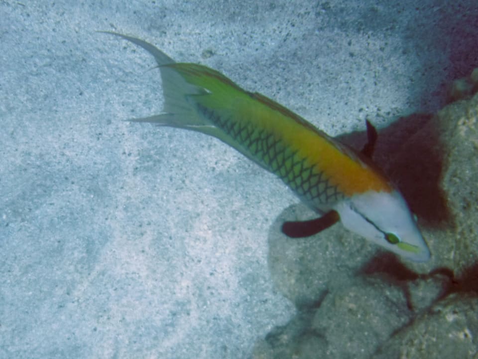 Strand Malikia Resort Abu Dabbab