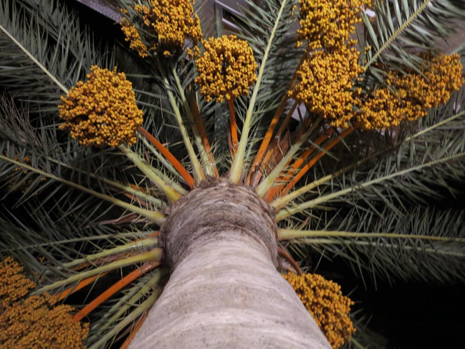Palme auf der Hotelterrasse Hotel Brancamaria