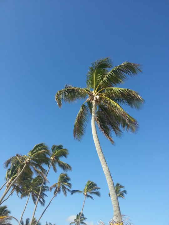 Palmen Punta Cana Princess All Suites Resort & Spa