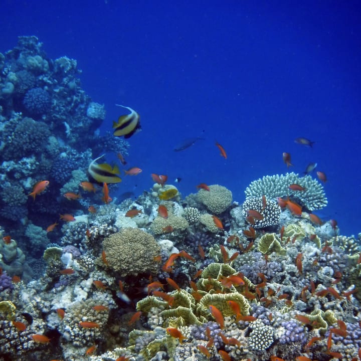 Strand Steigenberger Coraya Beach - Adults only