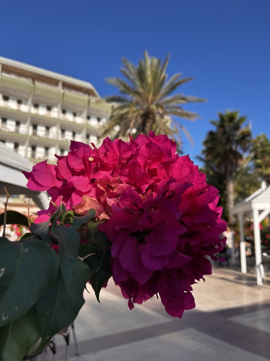 Gartenanlage Adora Hotel & Resort
