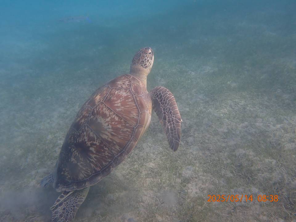 Strand Shams Prestige Abu Soma-Adults Only