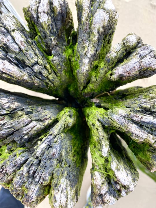 Strand Hotel Zeeuws Licht I Kloeg Collection