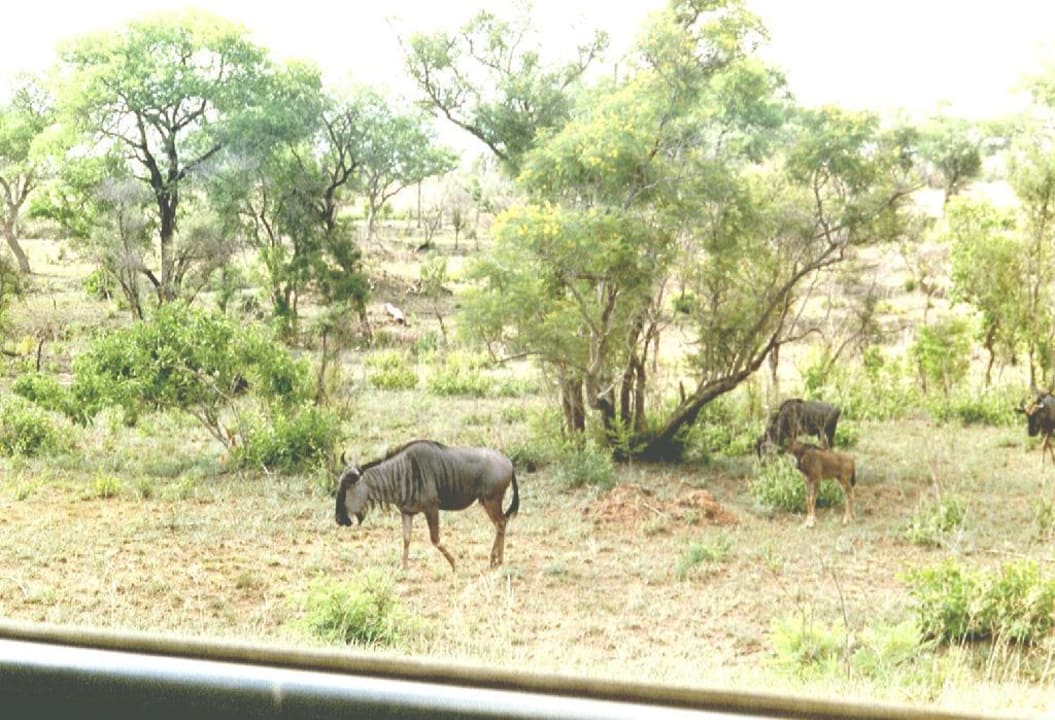 Ein Gnu Hotel Restcamp Skukuza