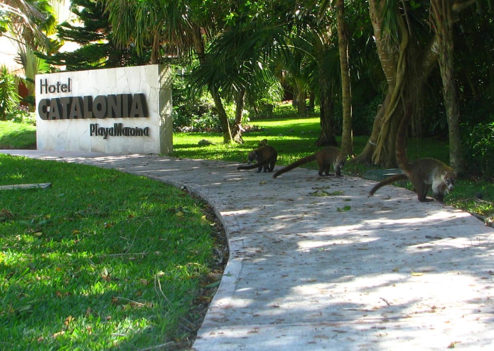 Einlasskontrolleure Catalonia Playa Maroma