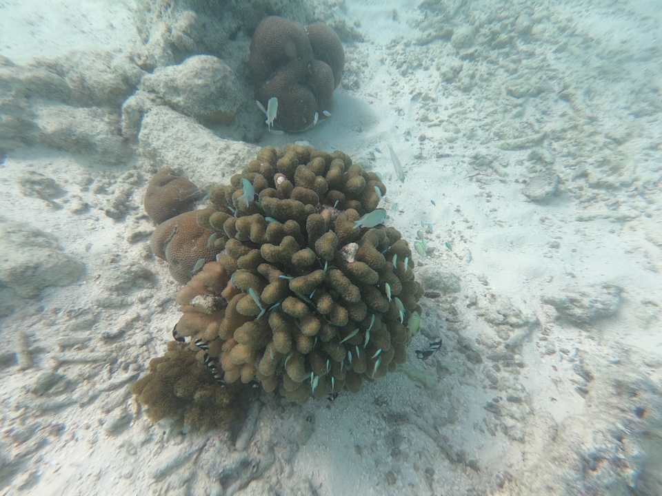 Strand Adaaran Select Meedhupparu Island Resort - Premium All Inclusive