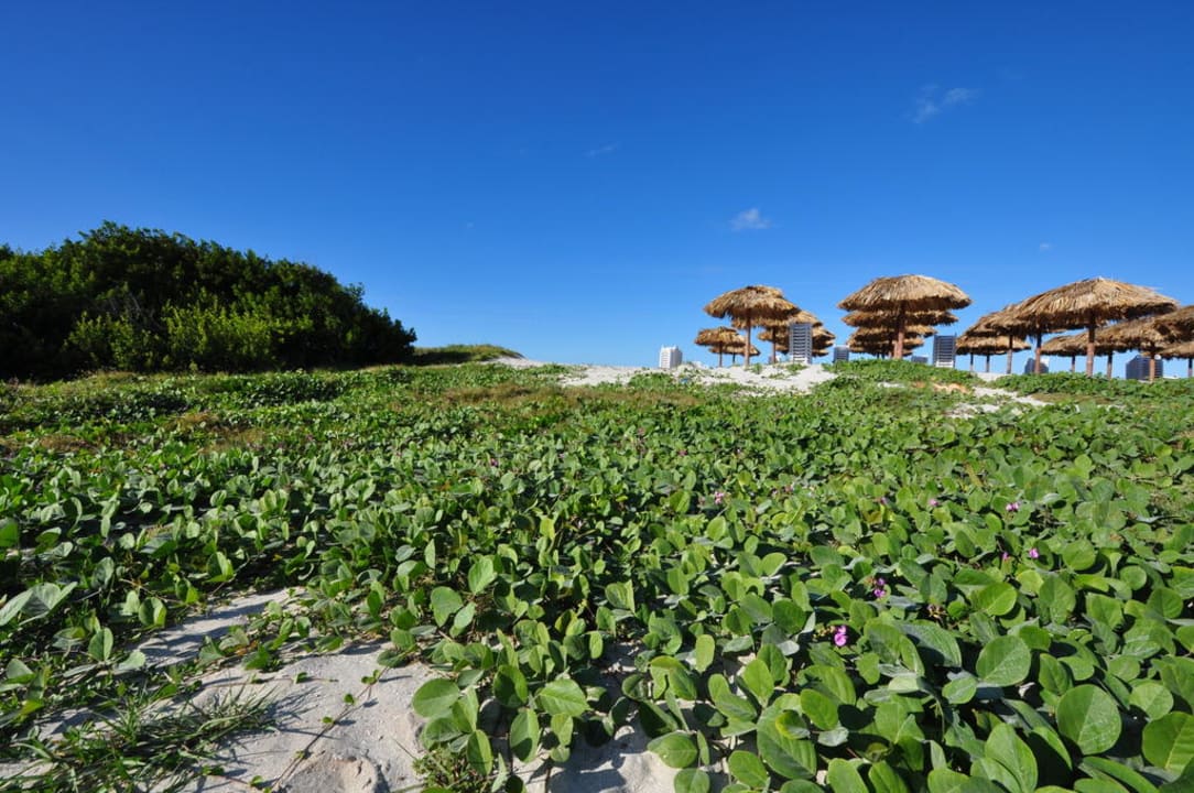Weg zum Strand Iberostar Origin Laguna Azul