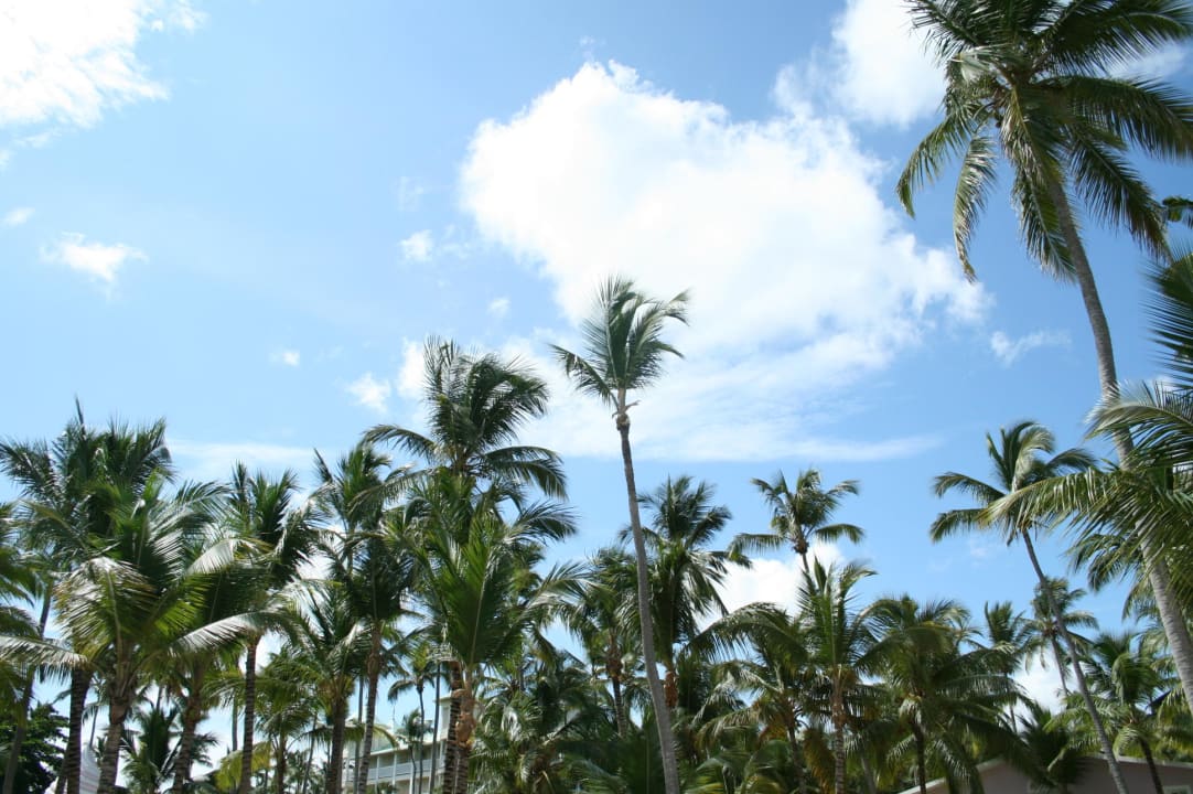 Palmen ohne Ende Hotel Riu Bambu