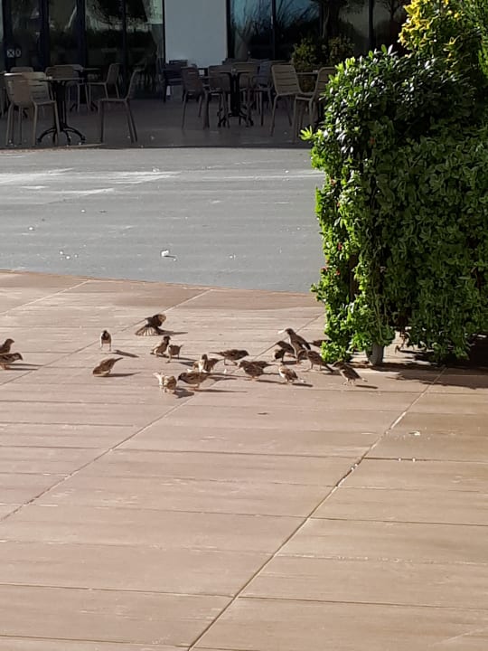 Sonstiges Adalya Elite Lara