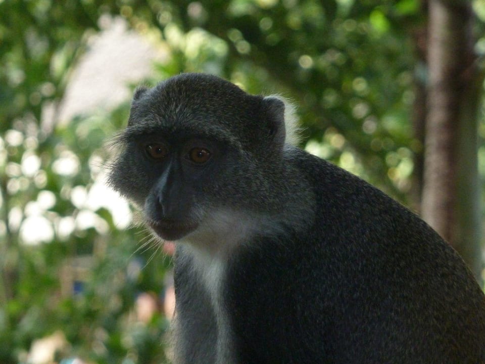 Affe (Meerkatze) in der Gartenanlage Baobab Beach Resort & Spa