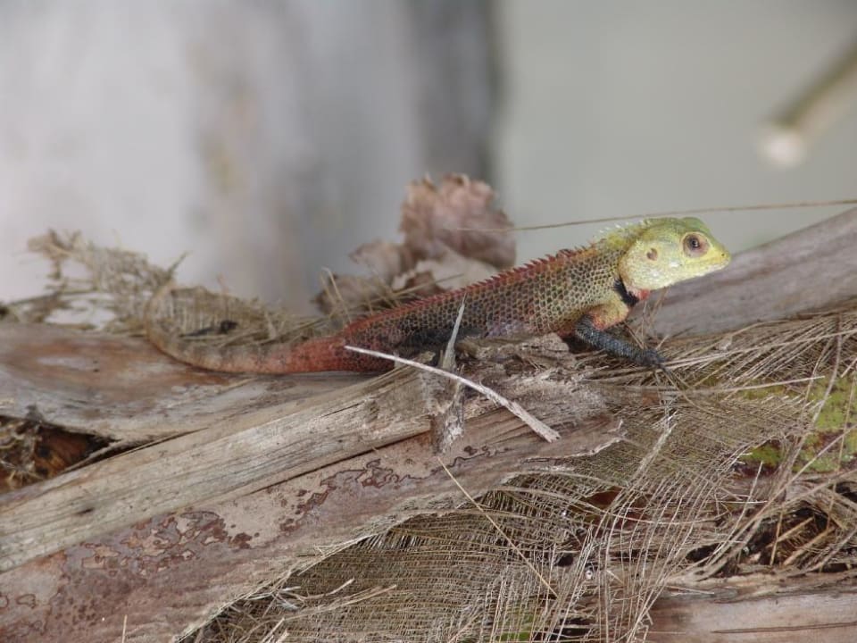 Gecko Vilamendhoo Island Resort & Spa