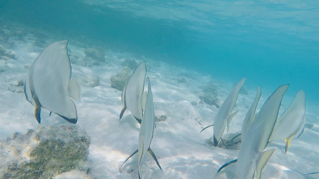 Ausblick Ellaidhoo Maldives by Cinnamon