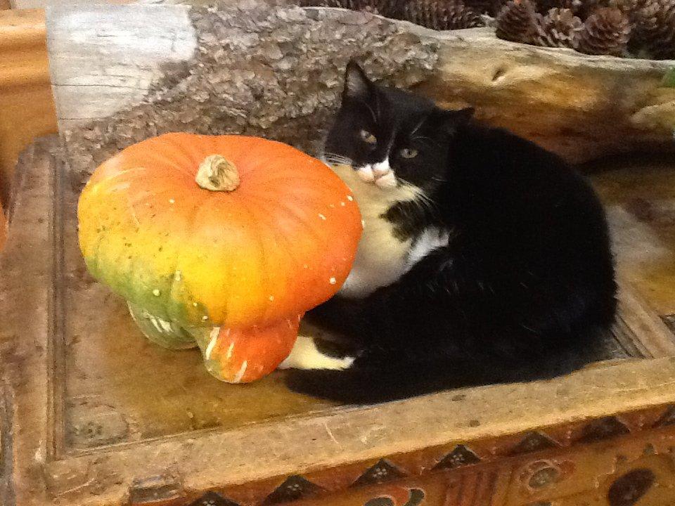 Der Hauskater ICARO Hotel