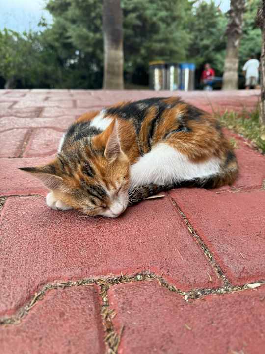 Außenansicht Saturn Palace Resort Hotel