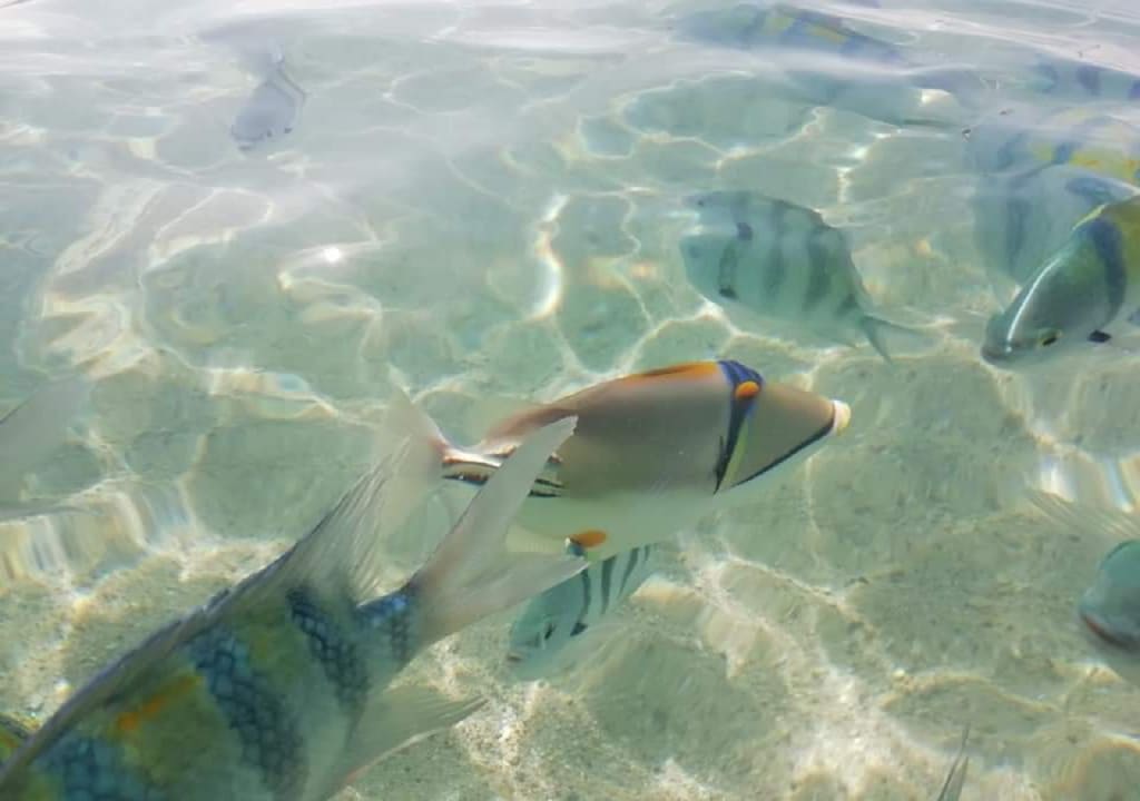 Sport & Freizeit Laguna Beach Marsa Resort