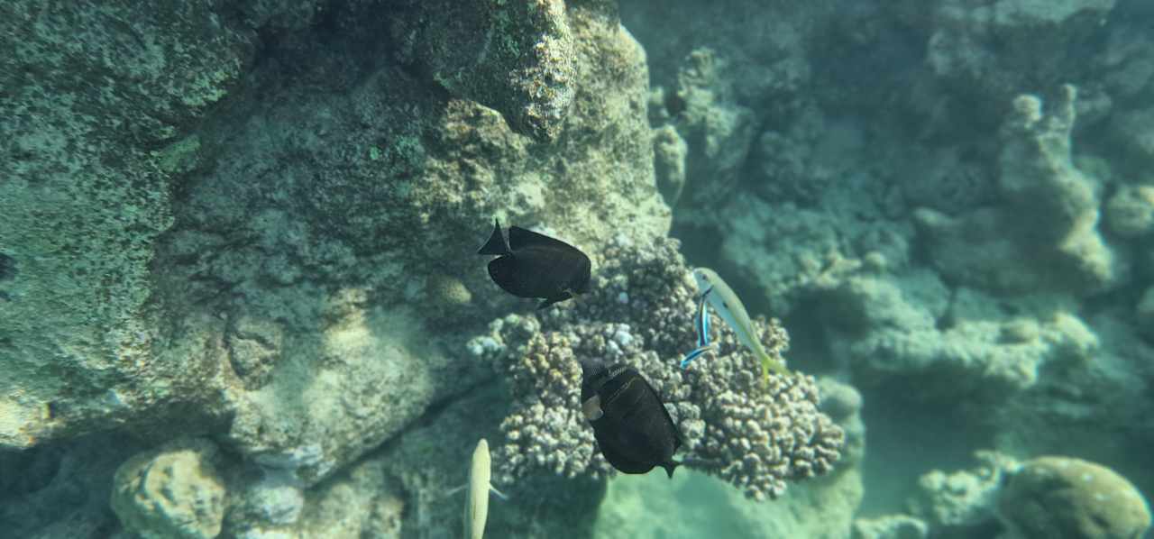 Strand Wadi Lahmy Azur Resort