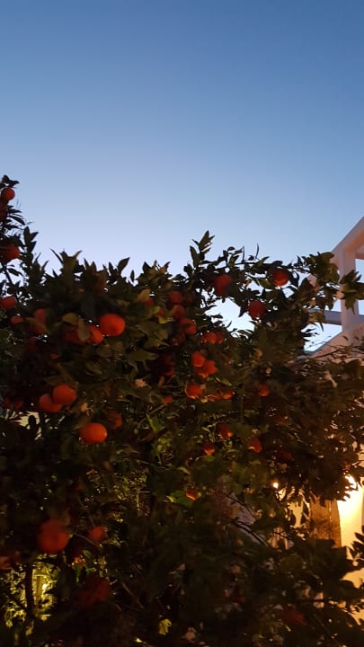 Sonstiges The Orangers Beach Resort and Bungalows