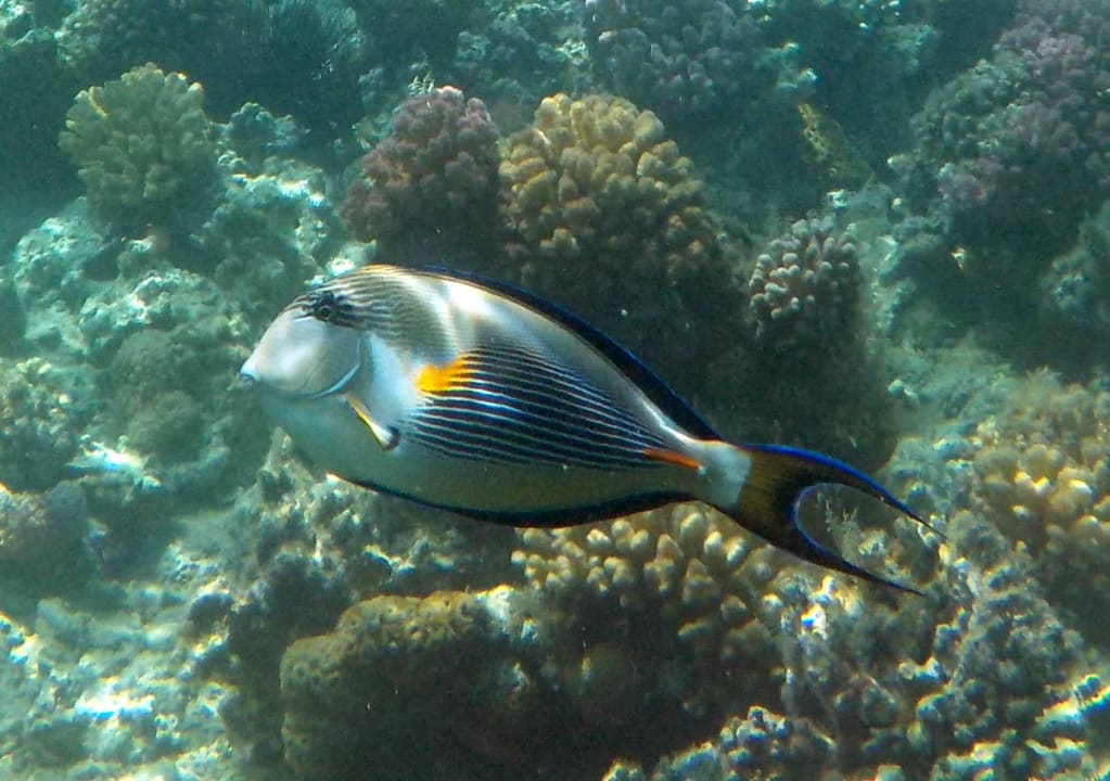 Bild vom Hausriff Menaville Safaga