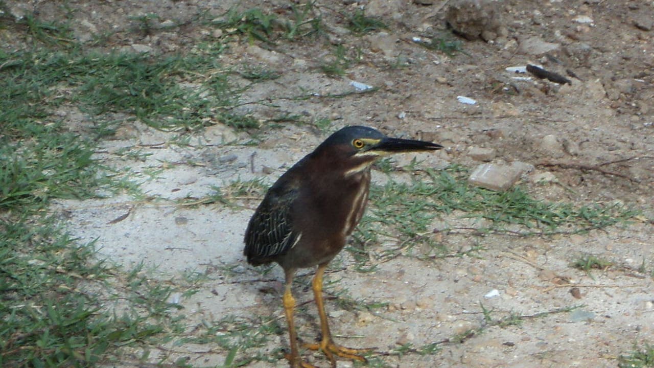 Vogel an der Lagune Villas Bavaro Resort & Spa