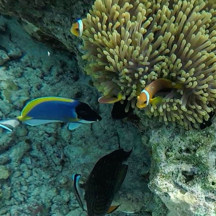 Dori und Nemo Adaaran Select Meedhupparu Island Resort - Premium All Inclusive