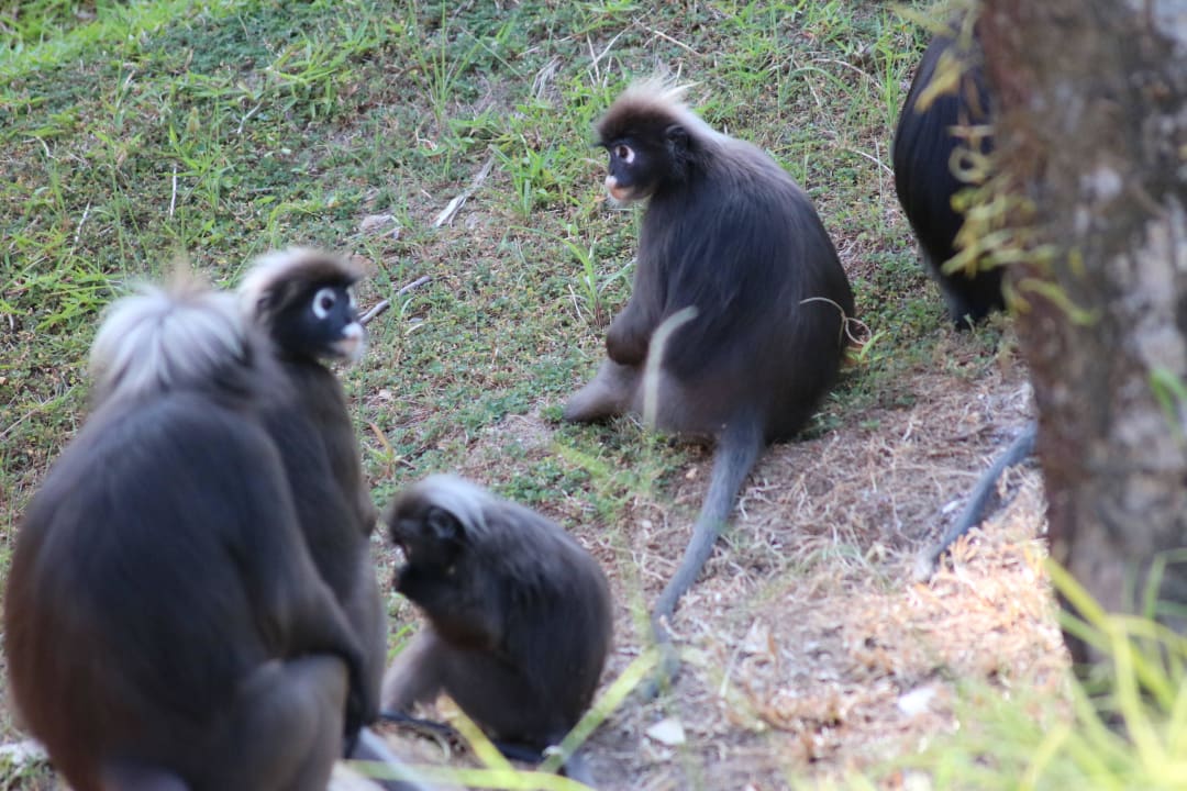 Besuch am Pool Berjaya Langkawi Resort