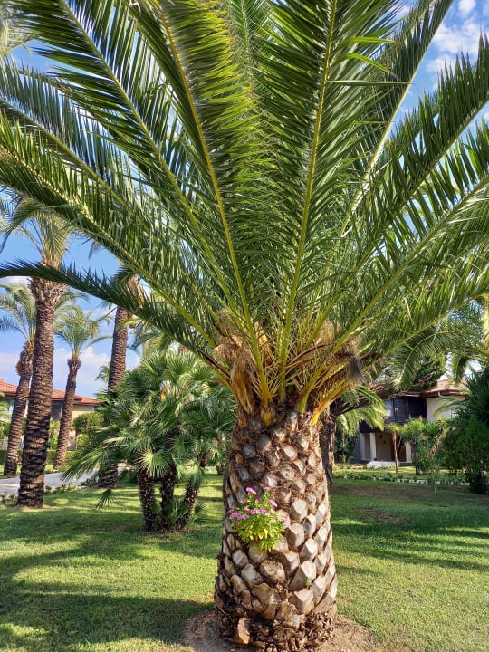 Gartenanlage TUI BLUE Palm Garden
