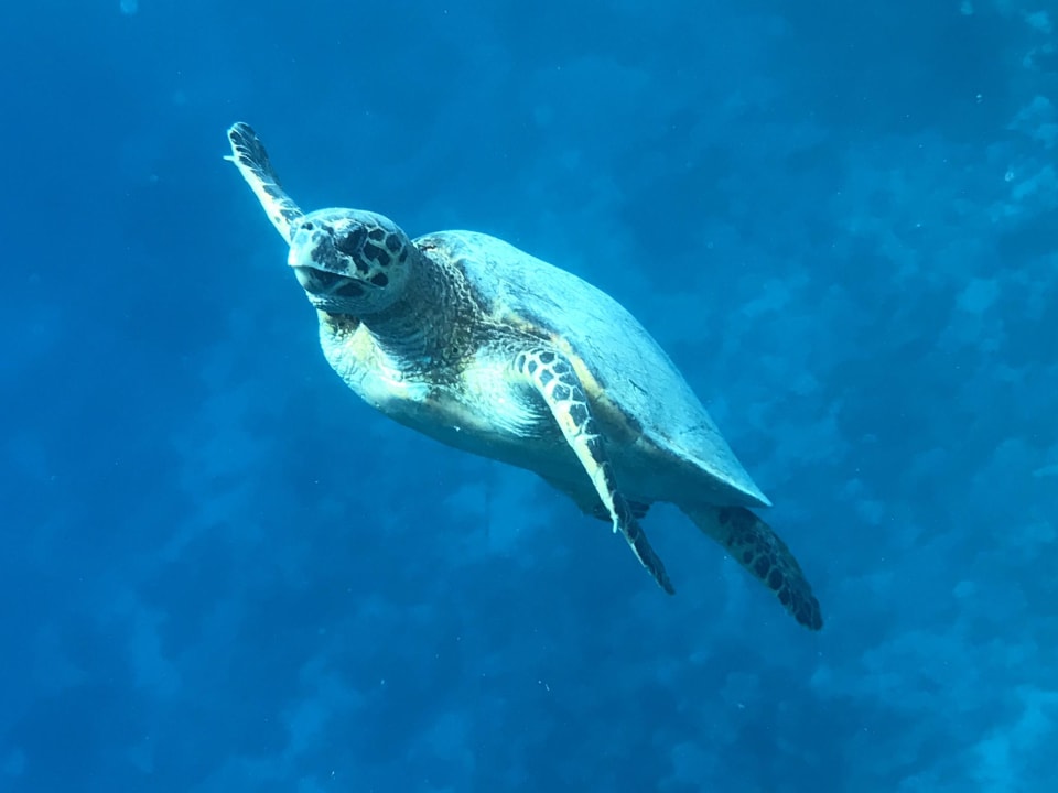 Strand Steigenberger Coraya Beach - Adults only