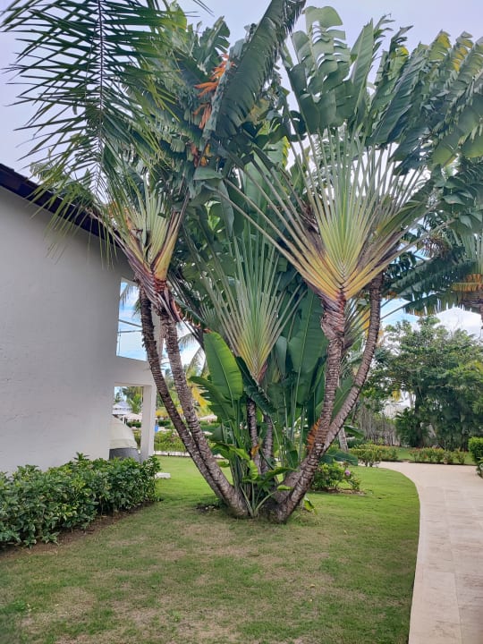 Gartenanlage Dreams La Romana Resort & Spa