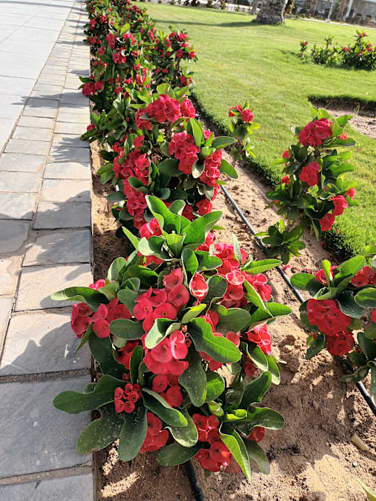 Gartenanlage Pickalbatros Dana Beach Resort - Hurghada