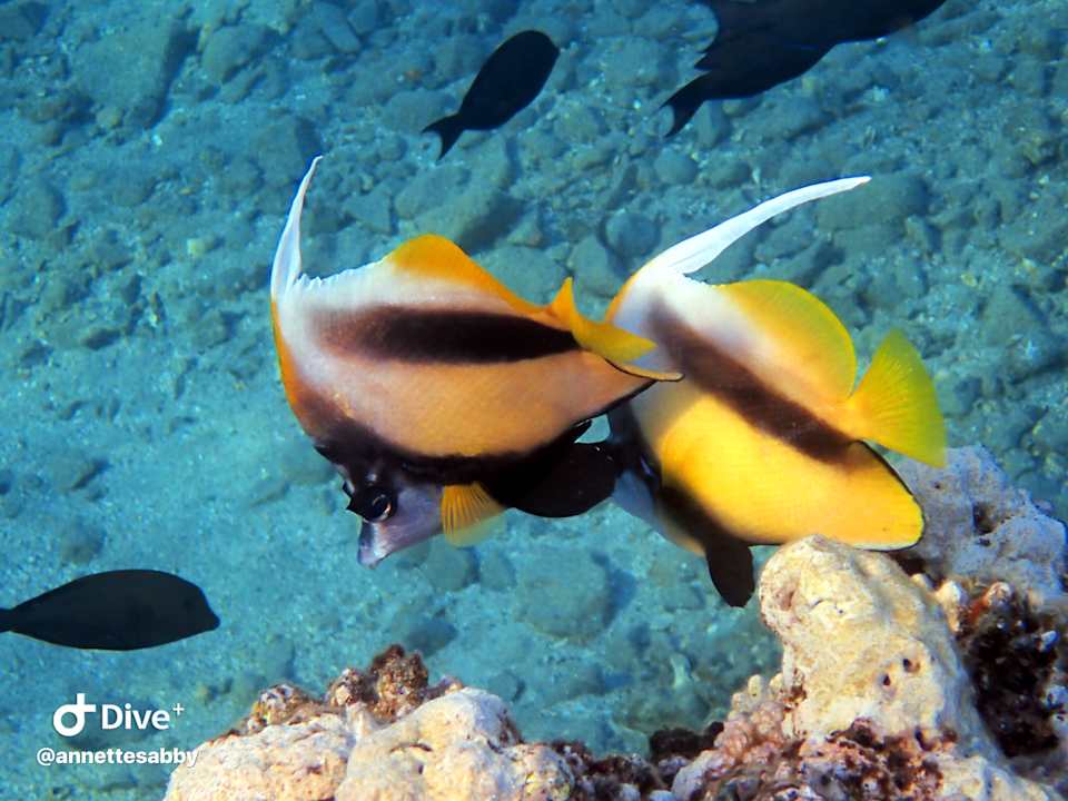 Sonstiges Three Corners Equinox Beach Resort