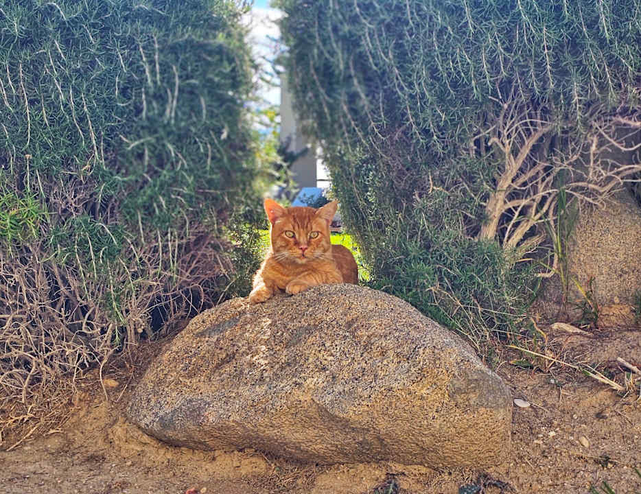 Gartenanlage Astir Odysseus Kos Resort & Spa