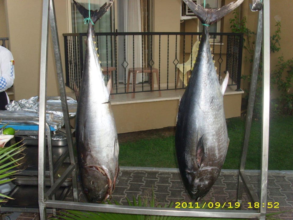 Fischabend, Show-Kochen Hotel Victory Resort