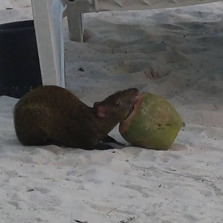 Strand Akumal Bay Beach & Wellness Resort