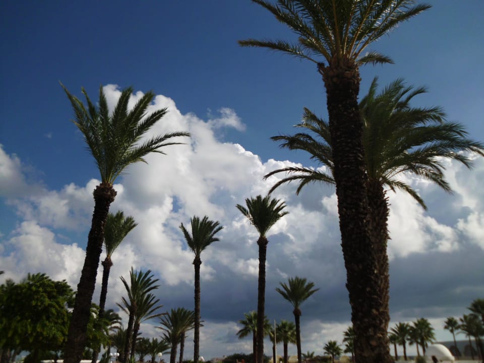 Die Palmen im Garten El Mehdi Beach Resort