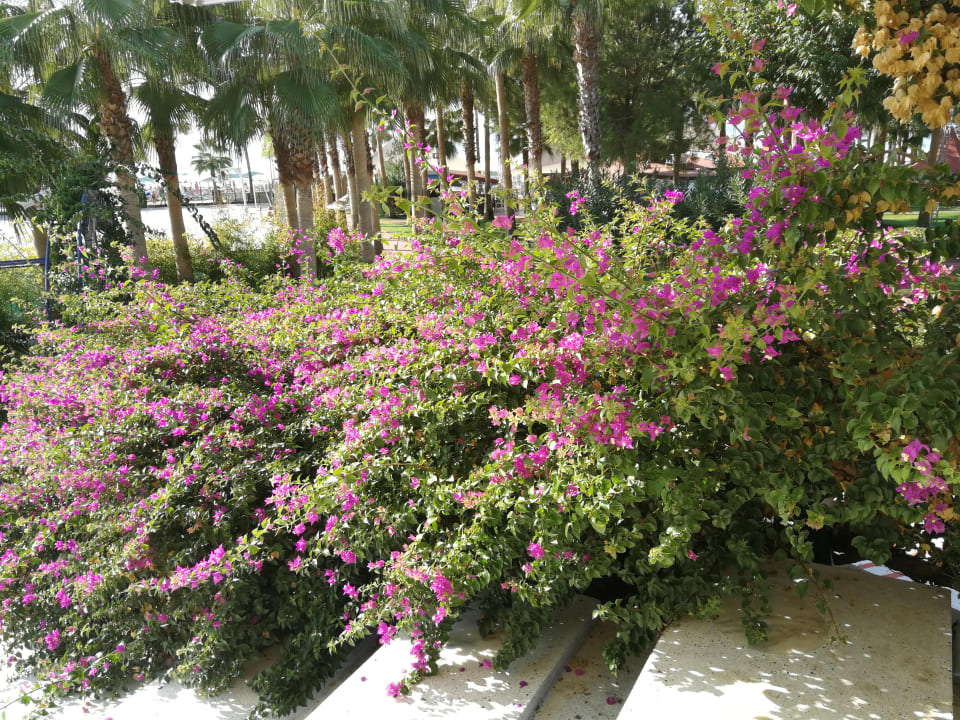 Gartenanlage Miramare Queen Hotel