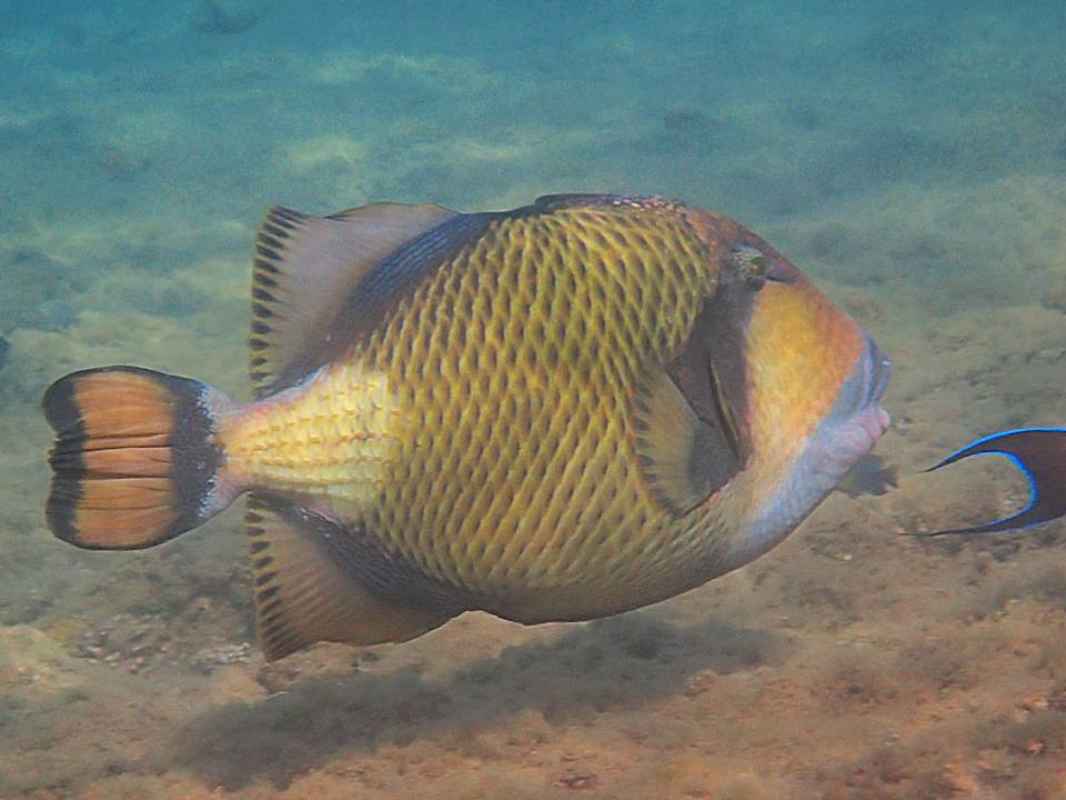 Sonstiges Shams Alam Beach Resort