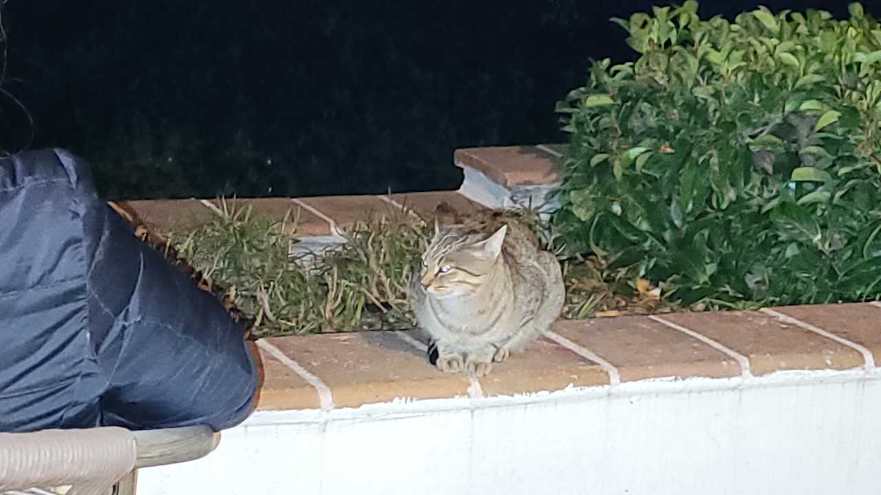 Zimmer Limak Limra Hotel & Resort