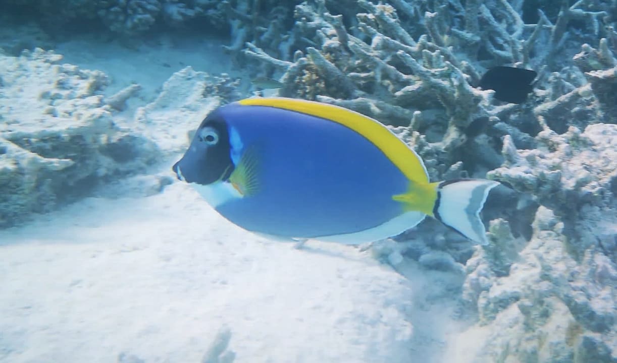 Sport & Freizeit Hotel Riu Palace Maldivas