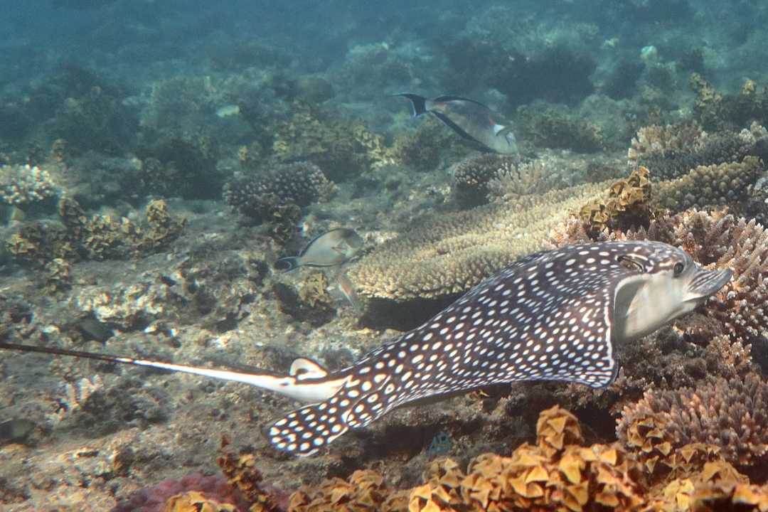 Strand Sunny Days El Palacio Resort & Spa