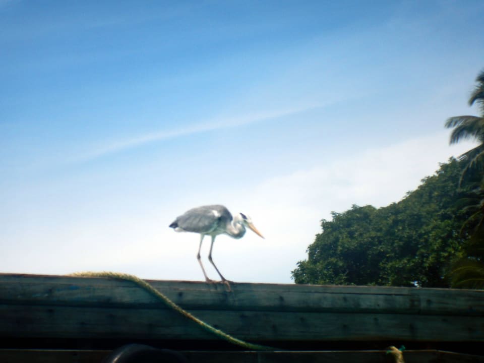 Fischreiher Embudu Village