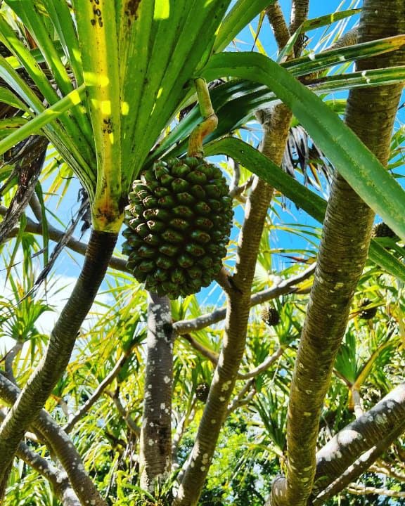 Gartenanlage Crystals Beach Resort Belle Mare, a member of Radisson Individuals