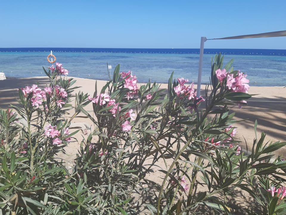 Strand Makadi Spa - Adults only