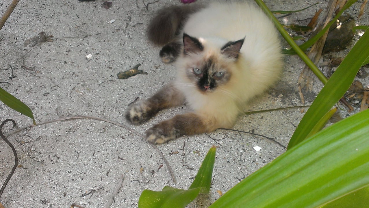 Die Inselkatze  Angaga Island Resort