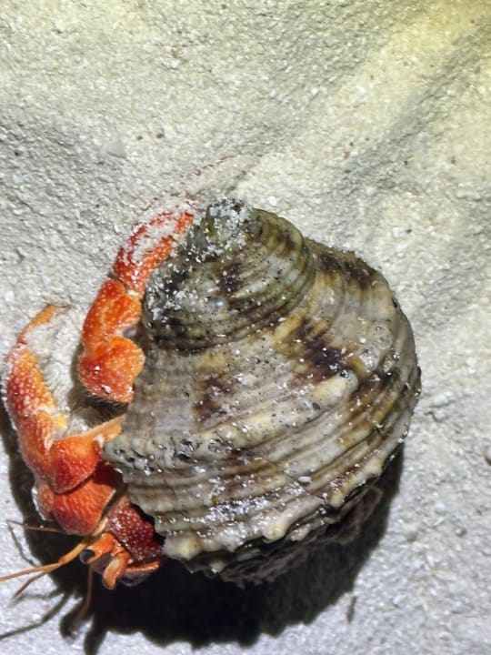 Sport & Freizeit NH Collection Maldives Reethi Resort