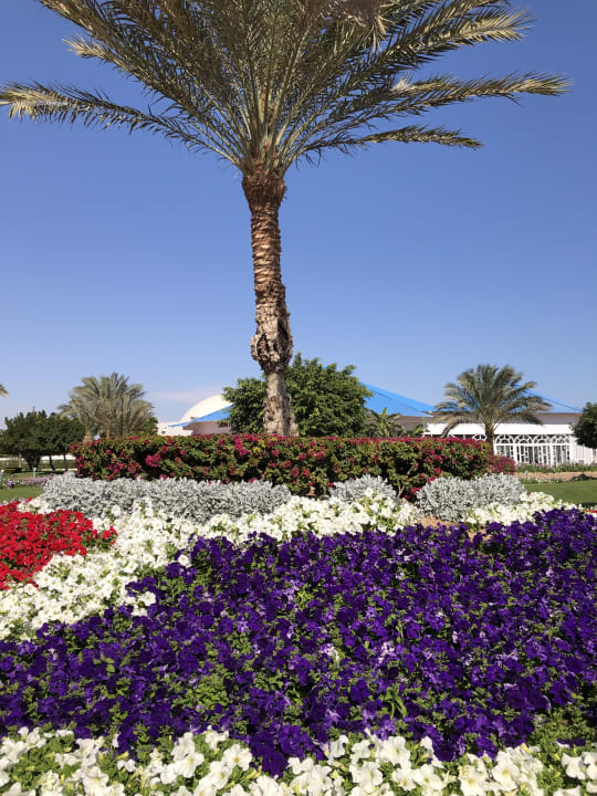 Gartenanlage Desert Rose