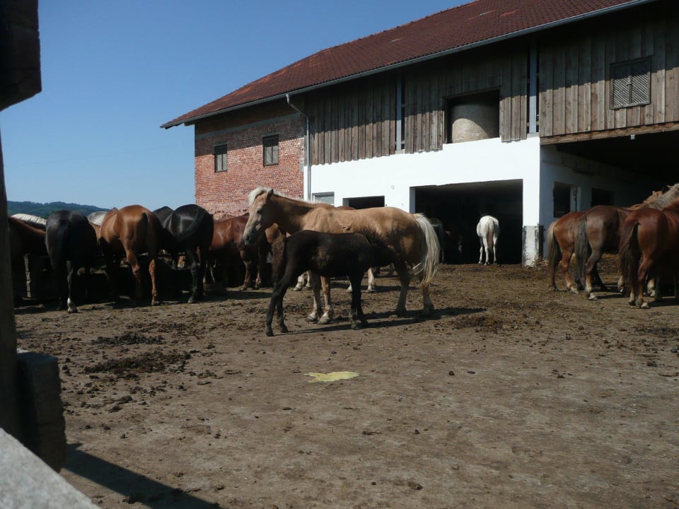 Offenstall der Pferde Ferienwohnungen Pferdehof Koaser Minerl