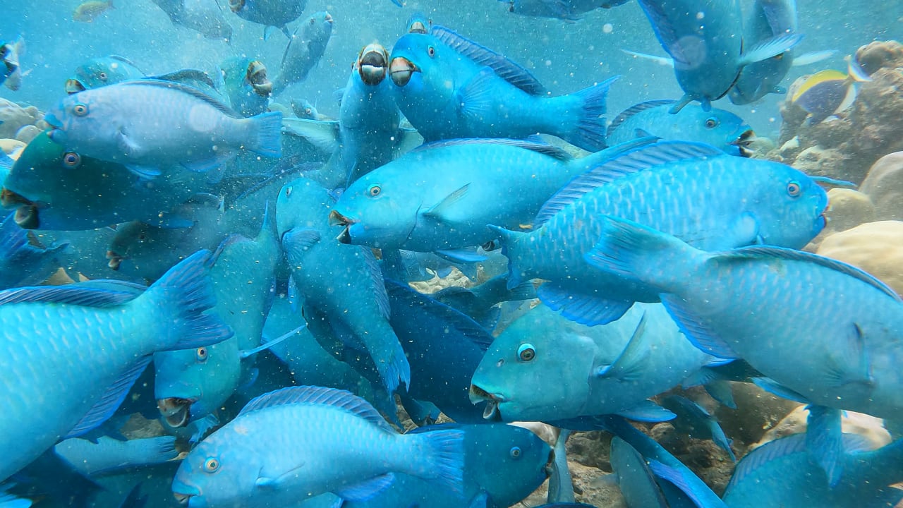 Sport & Freizeit Adaaran Select Meedhupparu Island Resort - Premium All Inclusive